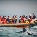 dolphin spotting skomer